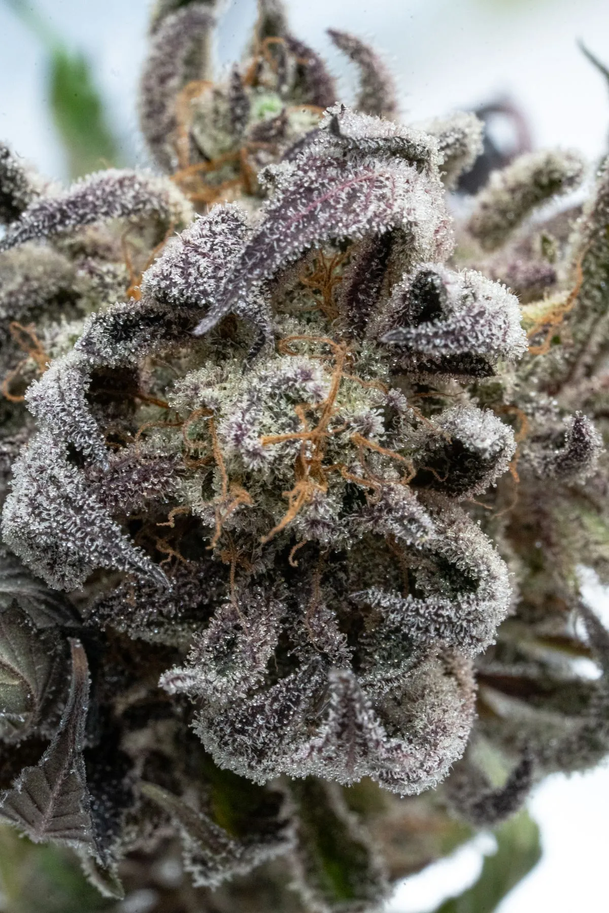 Makroaufnahme einer harzigen, mit Trichomen bedeckten Cannabisblüte