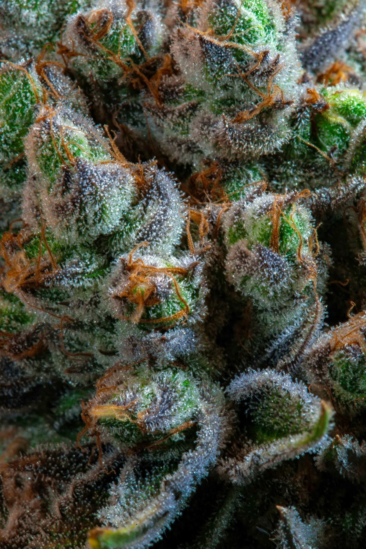 Makroaufnahme einer harzigen medizinischen Cannabisblüte